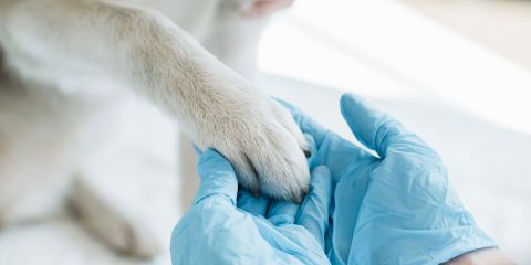 Local SEO ranking improvements for veterinary keywords in Richmond Canada by Elegant Marketing