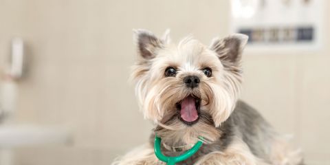 Petsville Animal Hospital case study showing increased bookings and SEO growth by Elegant Marketing Canada